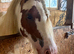 12.3 1st/2nd /lead rein pony Super safe Red and white