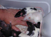 simise rats topeard males n females