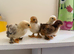 15 Pekin bantam chicks