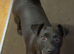 Luna Pattersdale Terrier