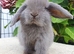 Baby mini lop.buck available now.