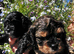 Quality True mini Cavapoo puppies in Eastleigh