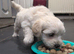 Min poodle x golden retriever
