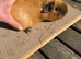 Stunning Californian & Swiss guinea pigs