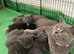 Beautiful British shorthair kittens