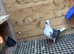 Racing pigeons