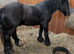 Hit the road Jack reg gypsy cob