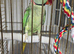 Alexandrine parrot