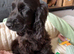 KC Reg Show Cocker Spaniel Puppy