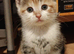 Adorable Kittens Looking for Their Forever Homes! We are happy to announce that 5 sweet, healthy, and playful kittens are now ready to find their lovi