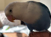 Hand tame lovebird