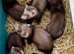 Good Standard and Half Micro litters Ready Now