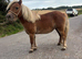 Chestnut Shetland mare
