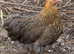 Pekin bantam girls for sale