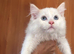 Beautiful ragdoll kittens ready now