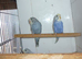 Baby budgies ready for new homes