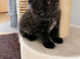 Ragdoll Mix kittens. Possible delivery**