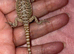 Bearded dragon baby’s
