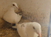 Lambretch pair