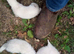 Ferret kits for sale