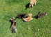 Cute Fluffy Kittens