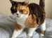 GCCF Active British Shorthair Queens