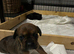 French bull dog x springer spaniel puppies