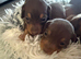 4 beautiful boy miniature dashhound