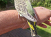 Hand reared super tame budgie