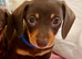 Beautiful Miniature Dachshund Puppies