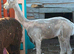 11 month old male alpaca