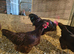 Rhode island red hatching eggs, &pound;15 per 6 eggs
