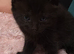 Beautiful Kittens Looking for Their Forever Homes