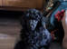 KC TOY POODLE MALE PUPPY