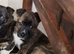 Staffie x kc German shepard
