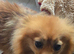 Pretty Pomeranians