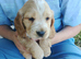 Cocker spaniel puppies