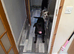 18 month old cane corso