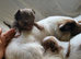 Beautiful Long haired chihuahua puppies