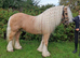 Jonny Bravo 14.1hh 7 year old
