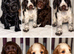 cocker spaniel puppies for sale