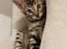 BENGAL KITTENS (TICA REG)