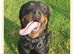 Rottweiler rehome