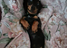 KC registered black and tan miniature dachshund
