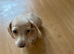 2 female mini dachshund for sale