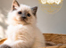 Beautiful TICA registered Ragdoll Kittens