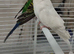 Young budgies pair