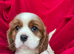 Cavalier King Charles spaniels