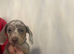 Litter of miniature Dashounds Isabella dapple
