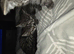 Two tabbys 1 male, 1 female